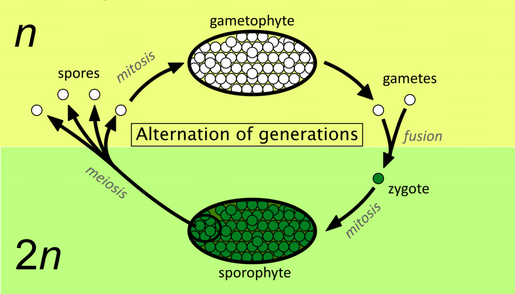Alternation of generations