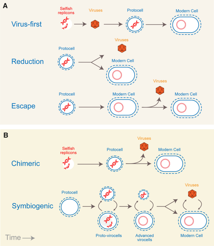 The origin and evolution of viruses inferred from fold family structure